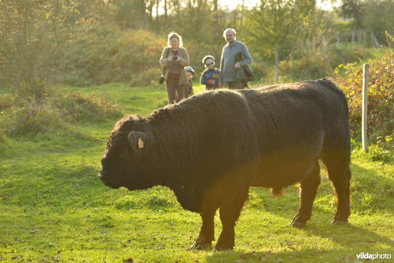 Wandelaars in de Hobokense polder