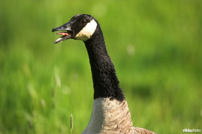 Canadese gans protesteert