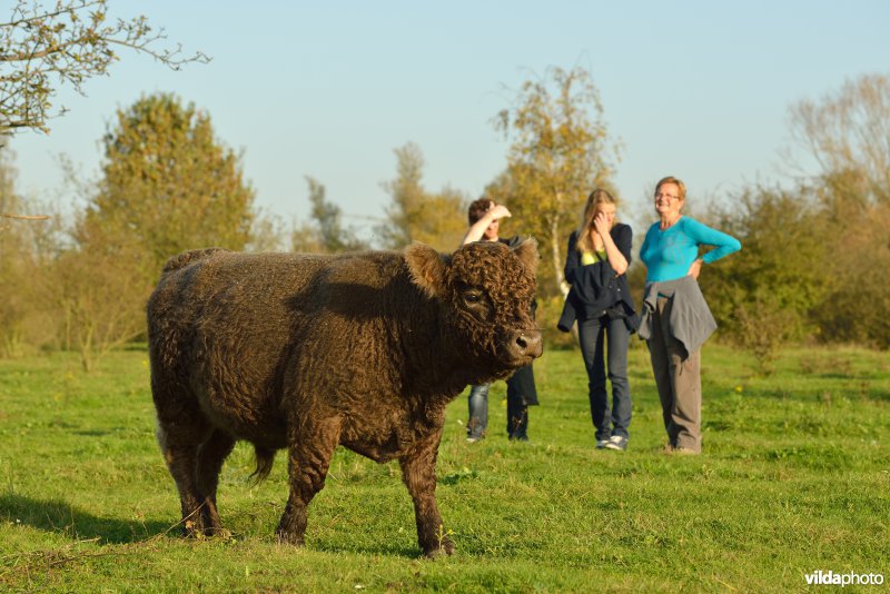 Wandelen in de Hobokense polders 