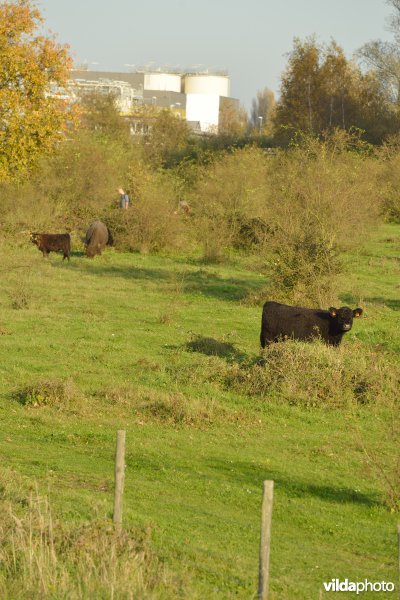 Hobokense polder