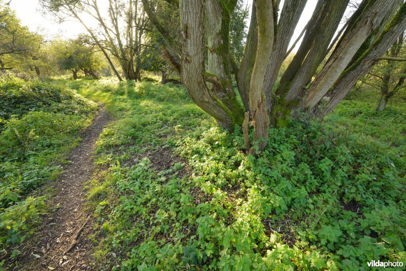 Hobokense polder