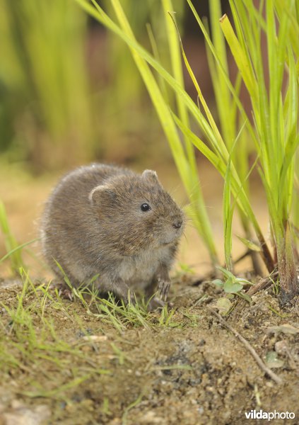 Westeuropese woelrat