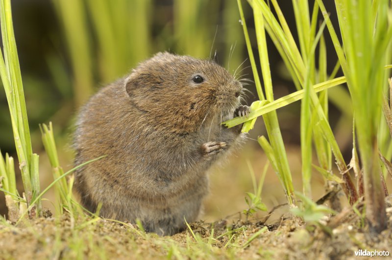 Westeuropese woelrat