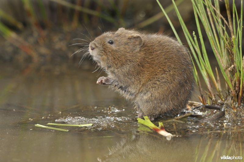 Westeuropese woelrat