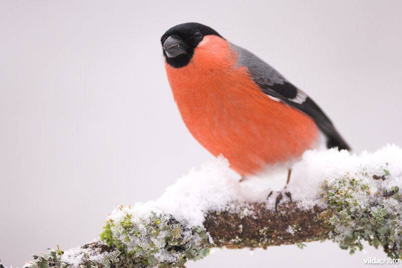 Mannetje Goudvink